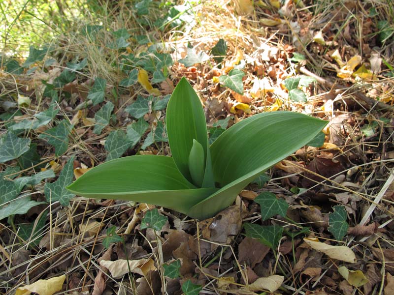 Arroscia 560 m 03102011.jpg