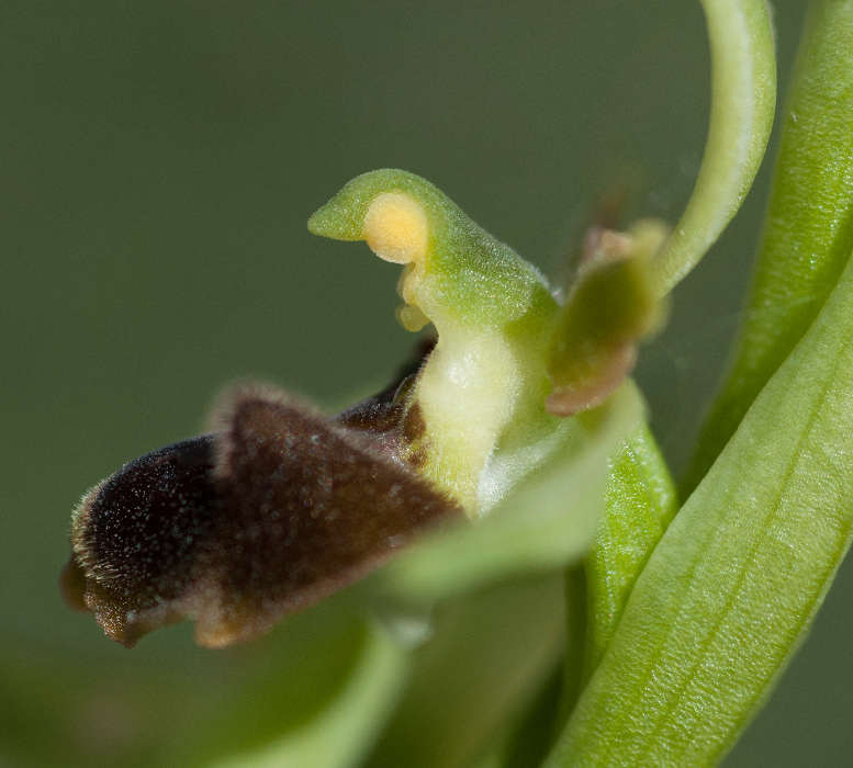 spheg-gruppo-3---Copia.jpg