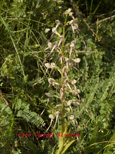 Hymantoglossum adriaticum.jpg