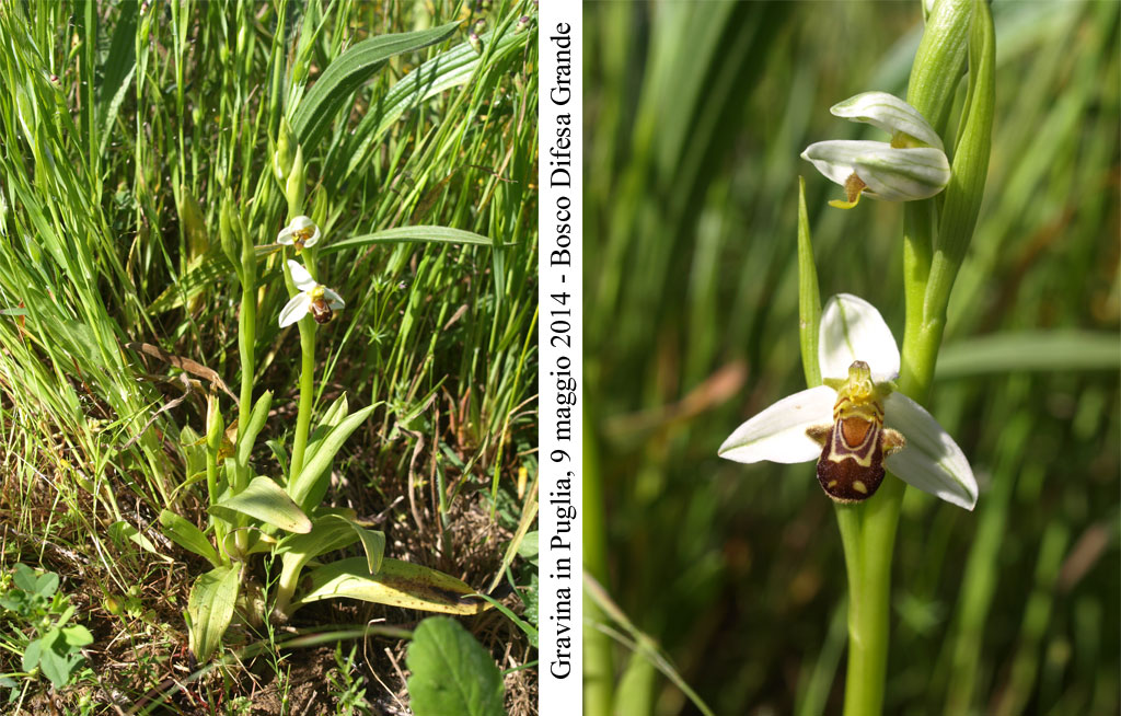 Ophrys-apifera-1.jpg