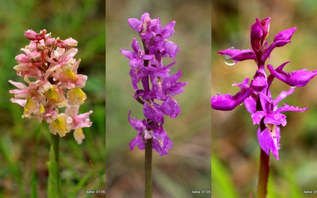 1-Collage4.jpg