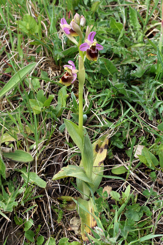 1m-ophrys x laconensis.jpg