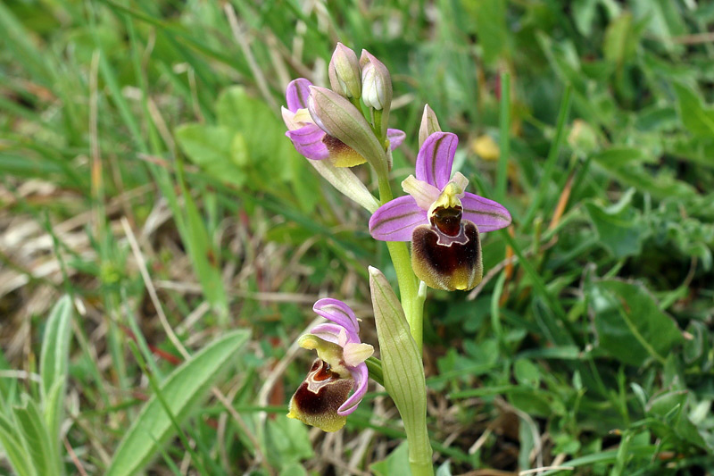2m-ophrys x laconensis.jpg