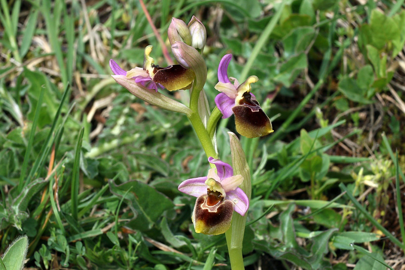 3m-ophrys x laconensis.jpg