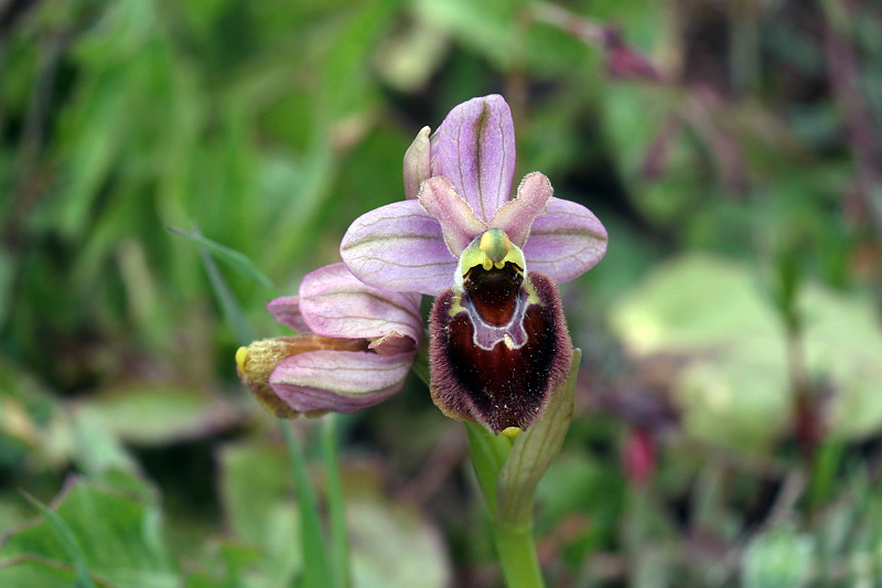 4m-ophrys x laconensis.jpg