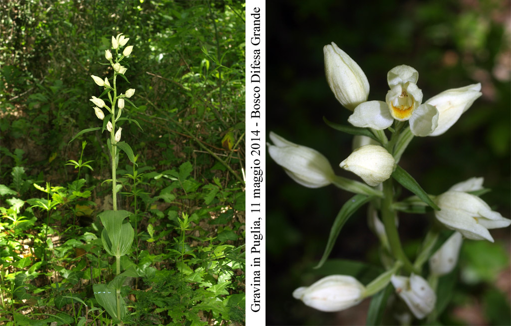 Cephalanthera-damasonium-1.jpg