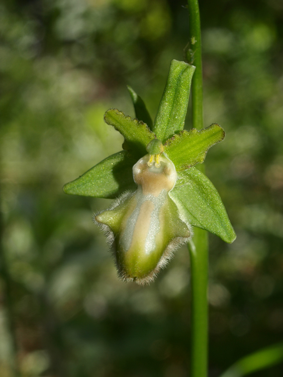 Ophrys-incubacea-2014_05_11_013.jpg