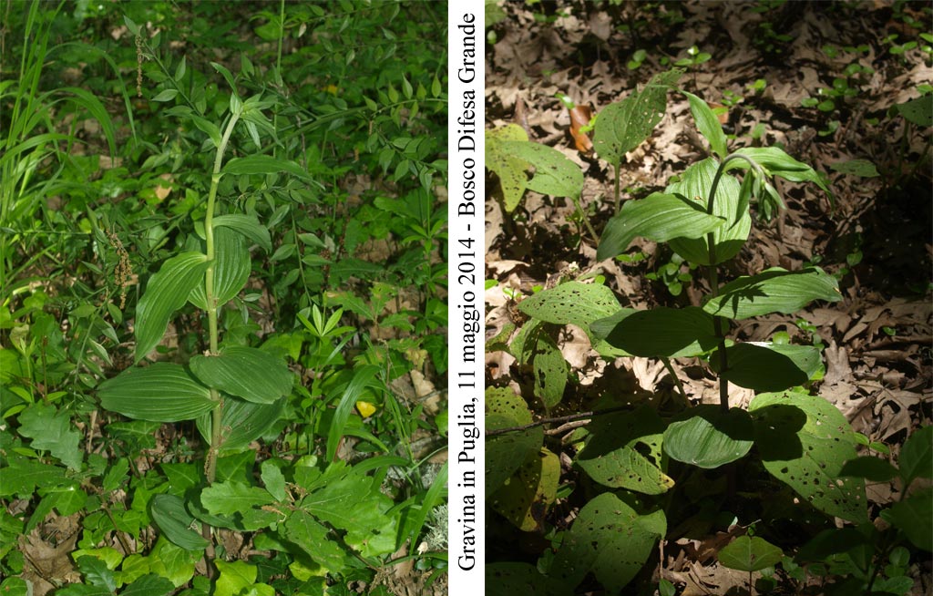 Epipactis-helleborine-1.jpg