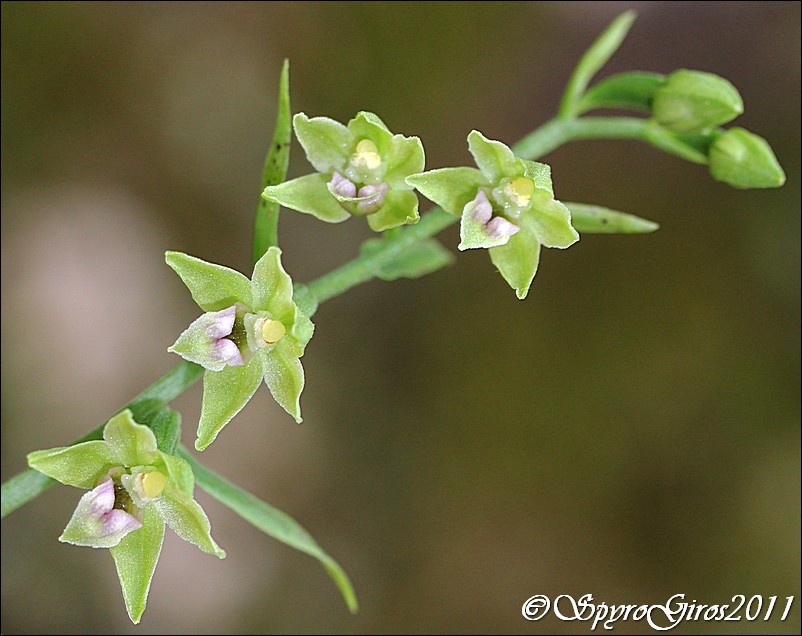Epipactis persica (Soó) Nannf. subsp. gracilis (B. Baumann  H. Baumann) W. Rossi.jpg