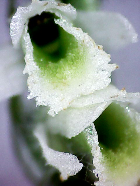 spiranthes micro.jpg