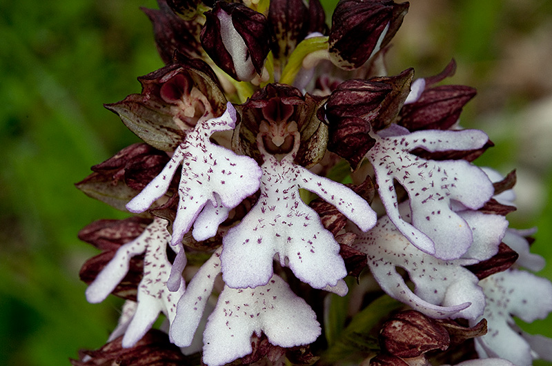 Orchis-purpurea-9039_2014.jpg