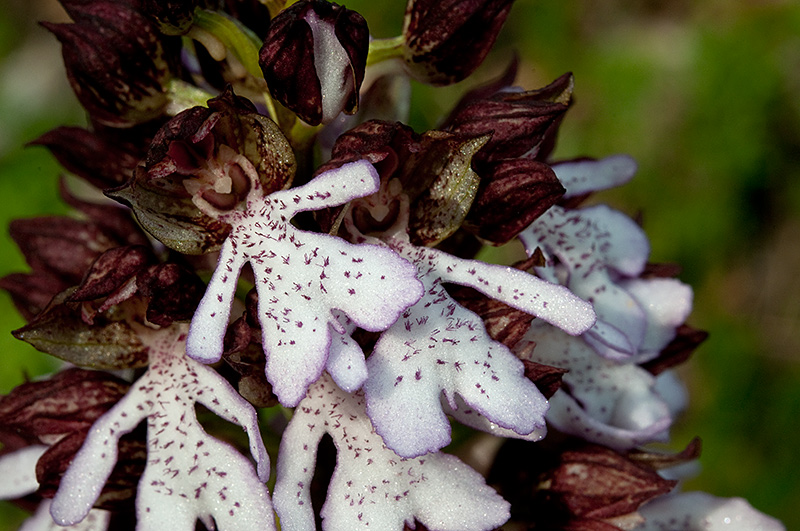 Orchis-purpurea-9029_2014.jpg