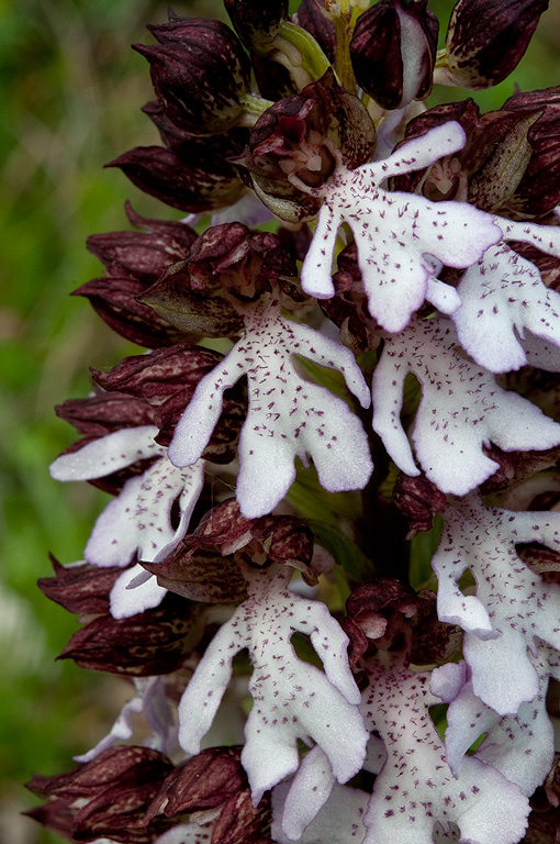 Orchis-purpurea-9017_2014.jpg