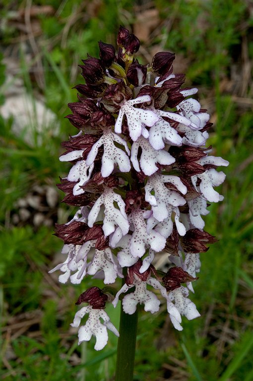 Orchis-purpurea-9008_2014.jpg