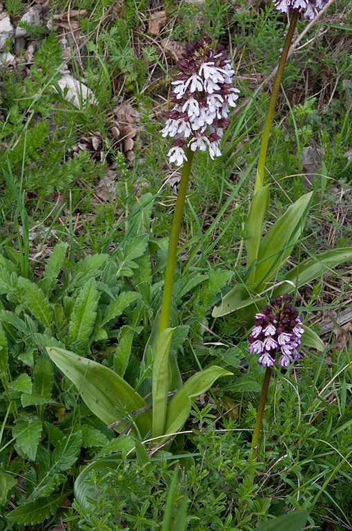 Orchis-purpurea-8997_2014.jpg