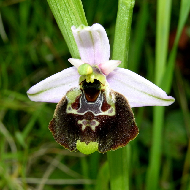 fuciflora.JPG