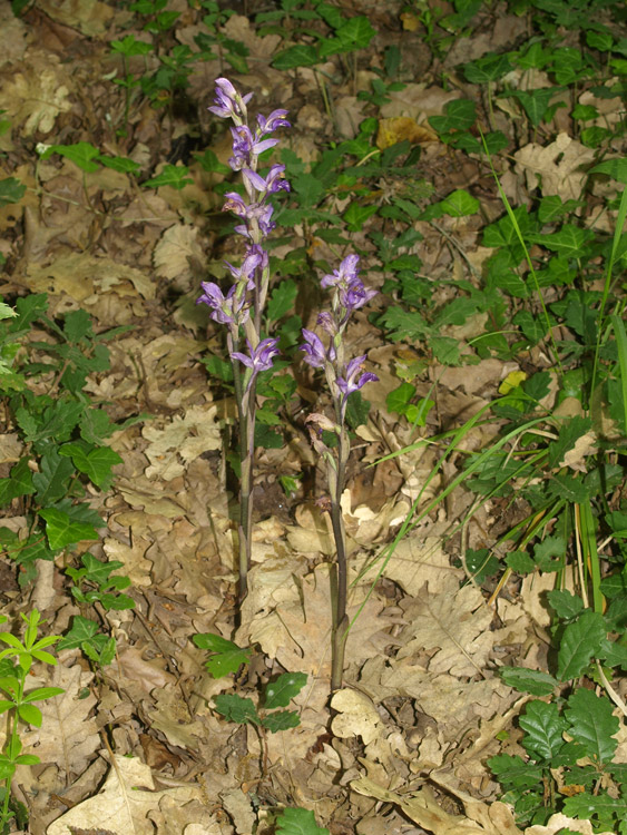 2014_05_011_001.jpg
