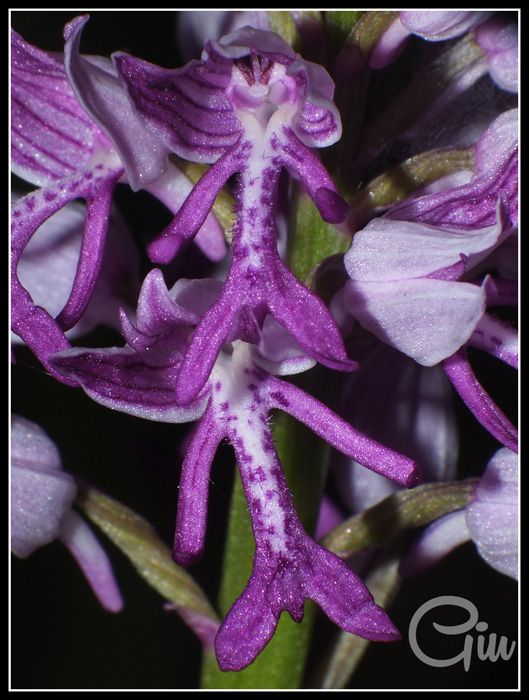 DSCF2445.jpg