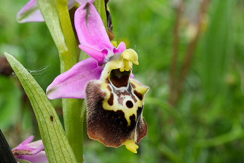 Ophrys-holosericea-subsp-dinarica-9689_93_2014.jpg