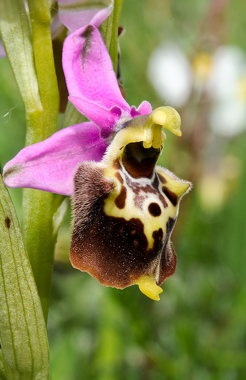 Ophrys-holosericea-subsp-dinarica-9679_83_2014.jpg