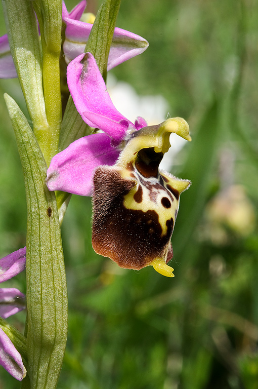 Ophrys-holosericea-subsp-dinarica-9676_78_2014.jpg