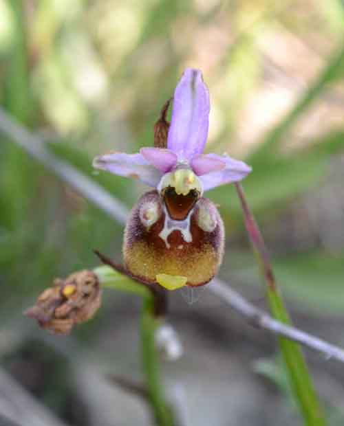 holoserica bassa.jpg