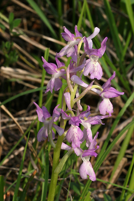1m-orchis x penzigiana.jpg