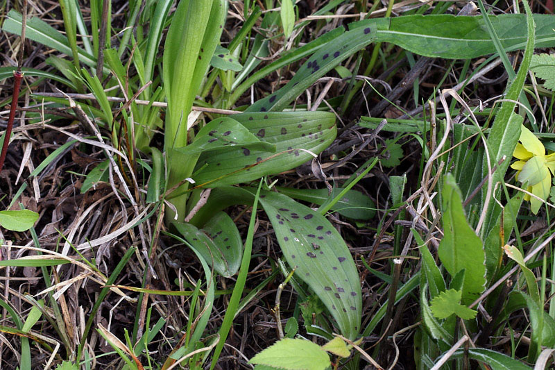 4m-orchis x penzigiana.jpg