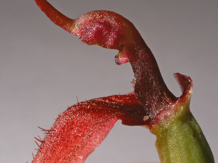 Serapiassantuingensis (2).jpg