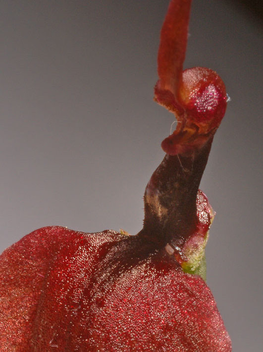 Serapiassantuingensis (1).jpg