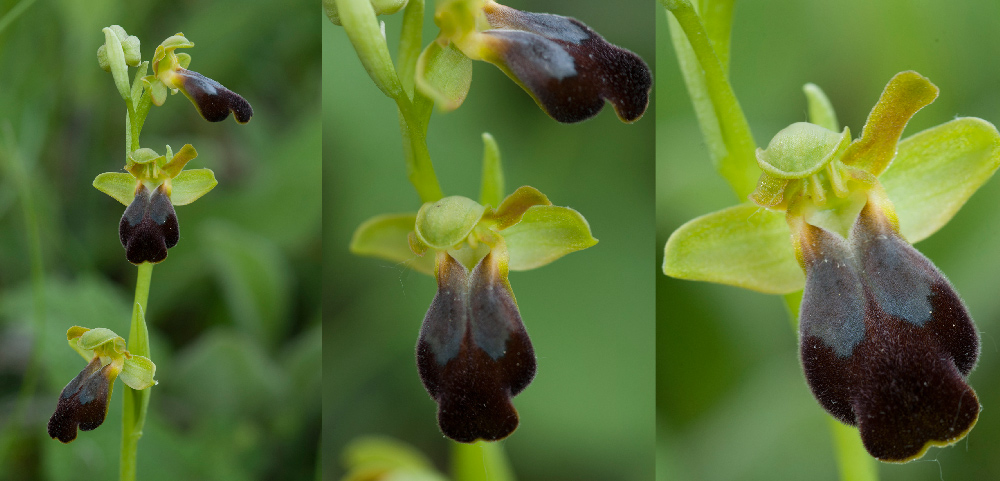 Ophrys-lucana.jpg