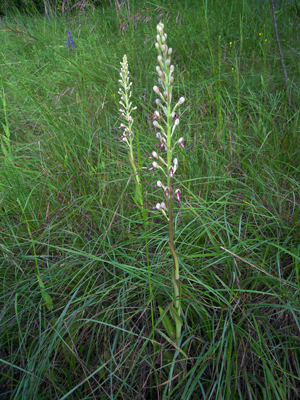 DSCN2242-w.jpg