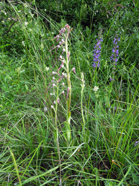 DSCN2245-w.jpg
