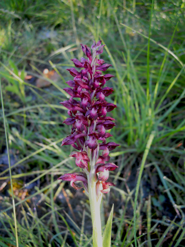 DSCN2260-w.jpg
