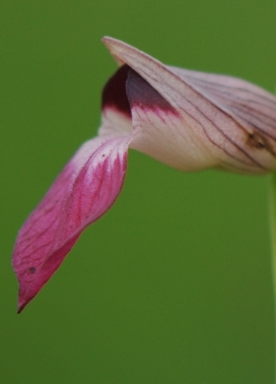 DSC_9384.jpg