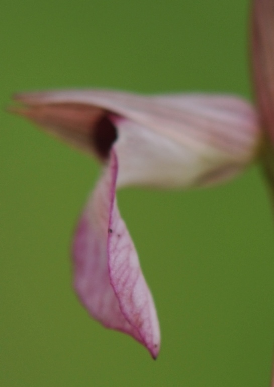 DSC_9388.jpg