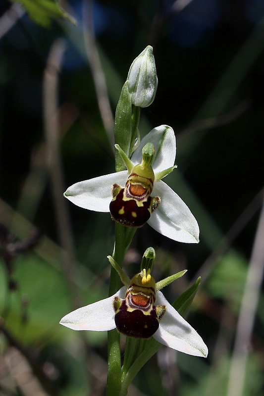 2m-ophrys-apifera.jpg