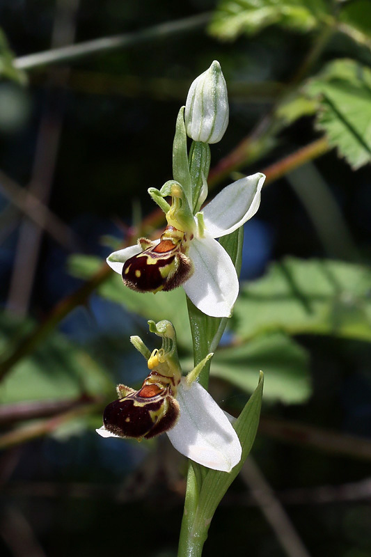 3m-ophrys-apifera.jpg