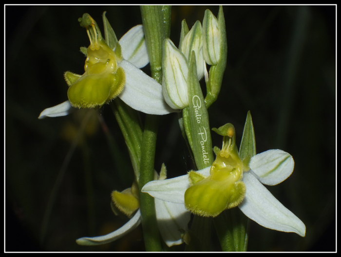 DSCF6119.jpg
