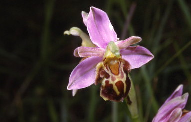 ophrys apifera var.botteronii album 2 d.070.jpg