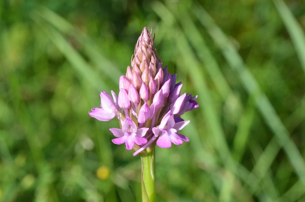 fiore.jpg