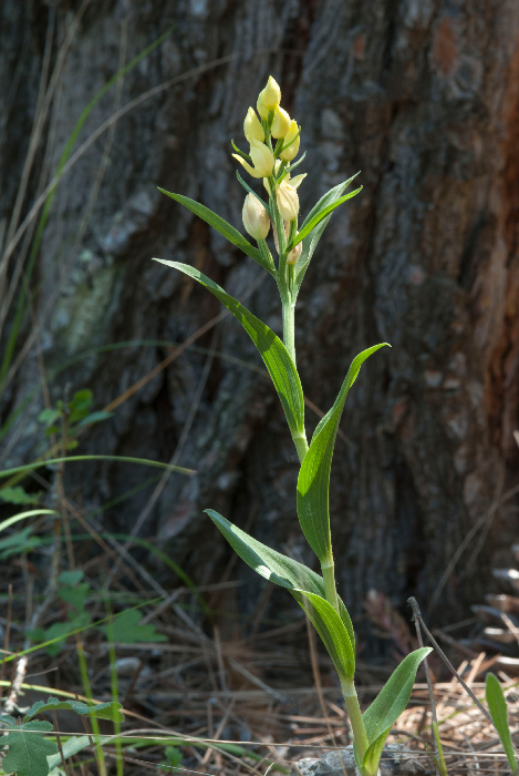 Cephalanthera-damasonium-1.jpg