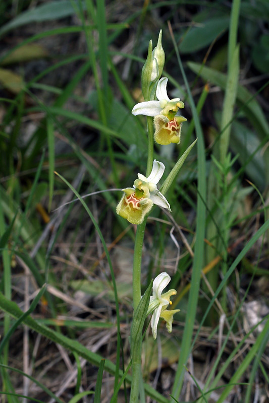 1g-ophrys-appennina-apocromatica.jpg