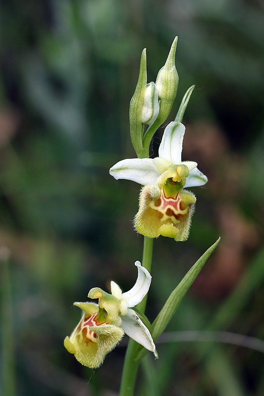 3g-ophrys-appennina-apocromatica.jpg
