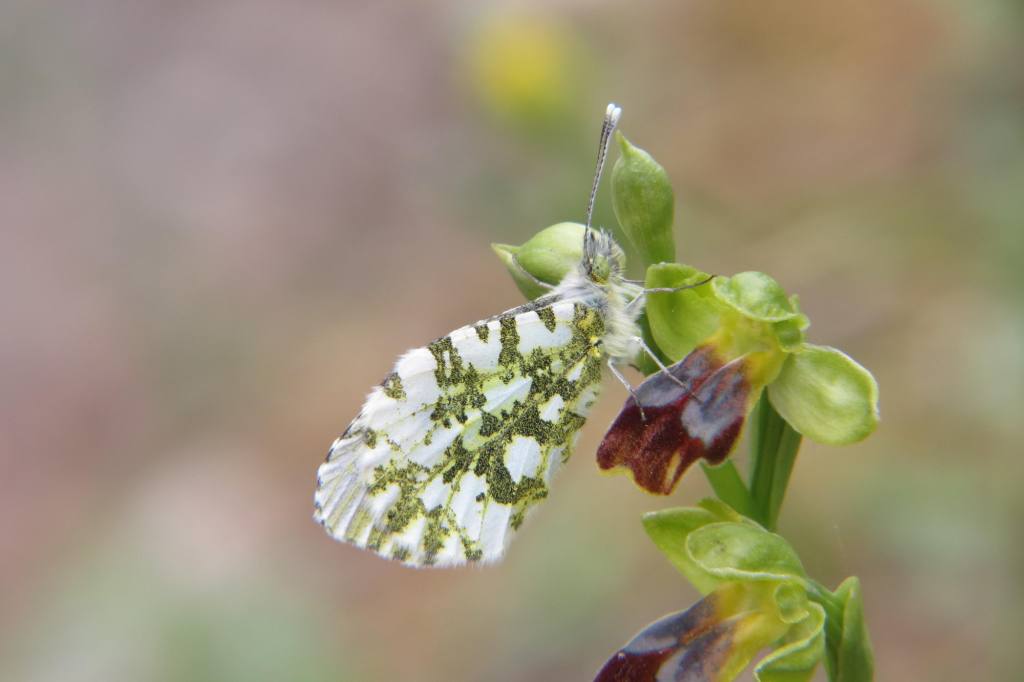 E.ausonia su O.fusca.jpg