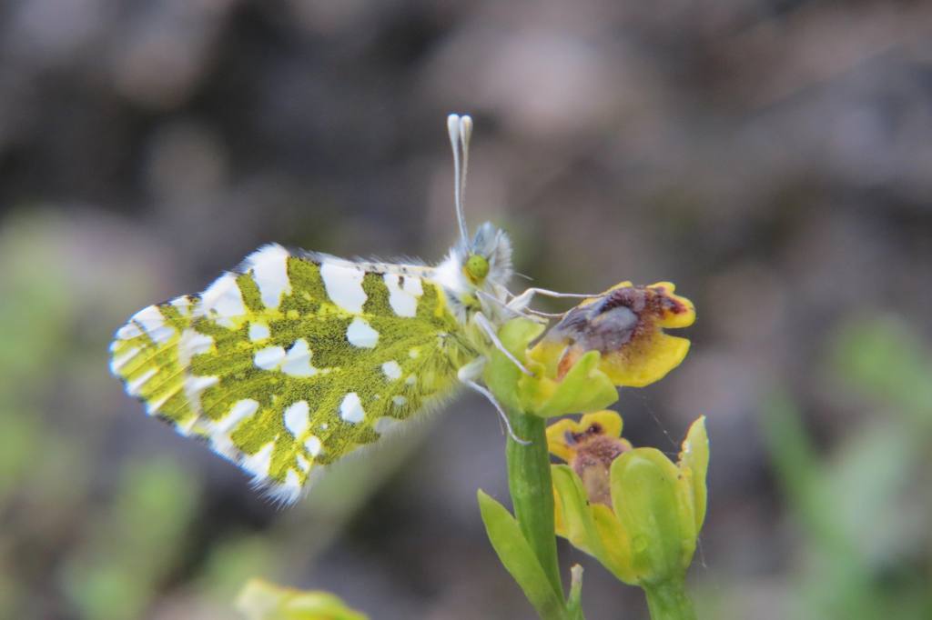 E.ausonia su O.sicula.jpg