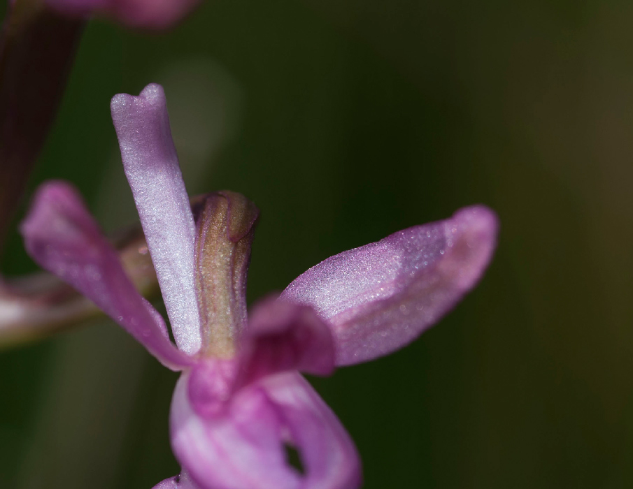 Anacamptis-palustris-146.jpg