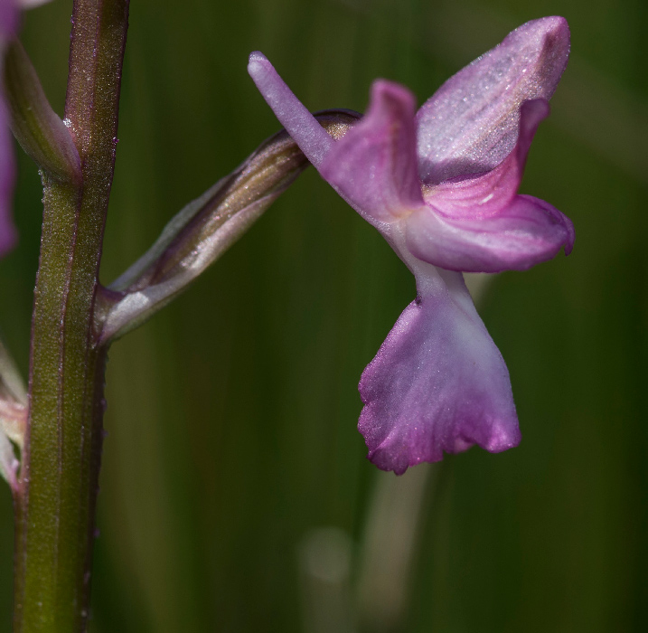 Anacamptis-palustris-147.jpg