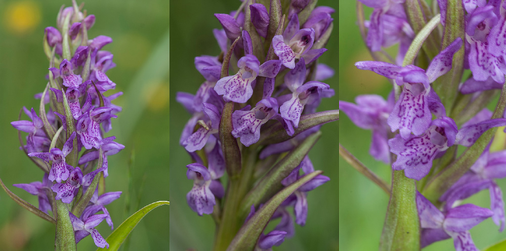 Dac-incarnata.jpg