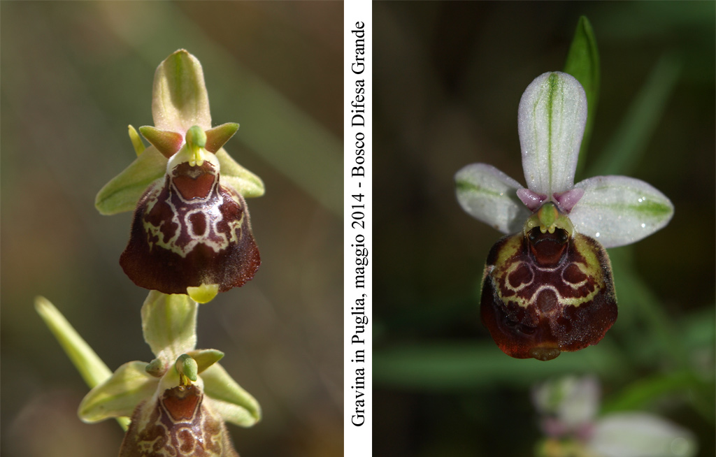Ophrys-celiensis---4.jpg
